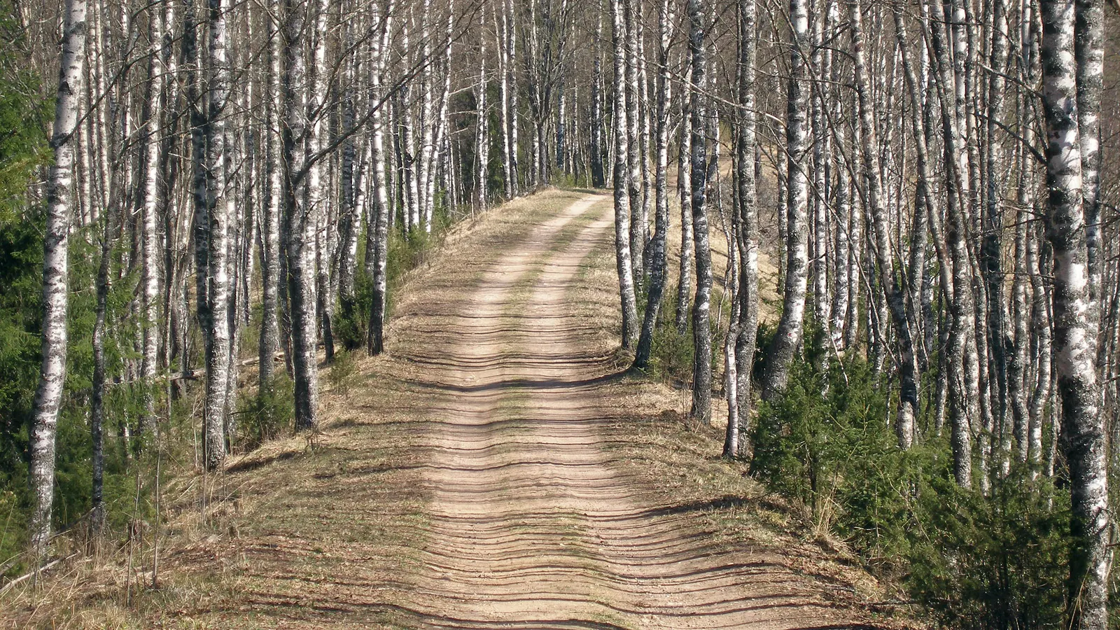 Chemin de terre bordé de bouleaux au début du printemps, vu de face